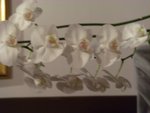 le phala &quot;sain&quot; en pleine floraison.