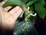 les racines d'un des plants. On en voit une nouvelle qui m'a l'air un bon état. Que pensez-vous des autres ? dois-je ôter la feuille dont la base est abîmée ?