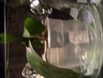 le premier plant : posé sur son pot, dans un vase sur un fond d'eau.