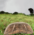 img-162203rul5n.gif