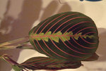 fleur1.jpg