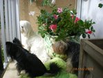 AUJARDIN 033.JPG