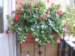 AUJARDIN 022.JPG