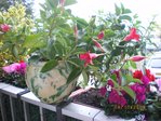 AUJARDIN 024.JPG