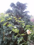 AUJARDIN 029.JPG