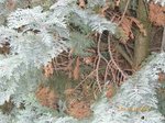 AUJARDIN 028.JPG