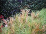 AUJARDIN 026.JPG
