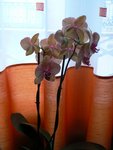 Orchidée kaléidoscope.JPG