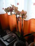 Orchidée Kaléiidoscope II.JPG