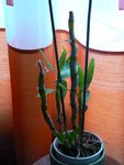 dendro nobile.JPG
