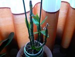 dendro nobile III.JPG