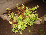 DSC00369.JPG