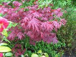 Acer Palmatum.jpg