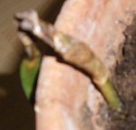 rejet guzmania.jpg (240.39 Kio) Consulté 1127 fois rejet