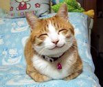 chat souriant.jpg