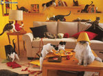 chats loufoques.jpg