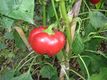IMG_6380.JPG