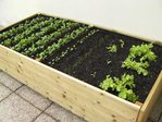 radis, oignons blancs, salades