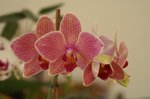 phal &quot;pois de senteur&quot;