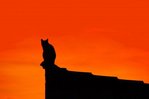 chat-perche-486582.jpg