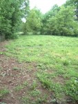jardin et poulailler, fleur 006.jpg