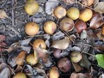 1 - Voici les poires à poiré (dites à cidre)