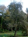2 - Un de mes poiriers dont je te montre des poires ci-dessous (celles dont je t'ai parlé dans mon précédent post)