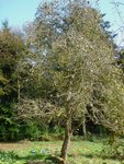 3 - le même sous un autre angle. Une photo de l'arbre dans son ensemble n'est pas très facile à bien voir en effet.