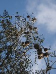 4 - les poires dans l'arbre (il y en a une multitude !)