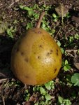 6 - Une poire en gros plan.