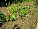2 -Plantation de plusieurs pieds sur ce que nous appelons un glassis (terrain en pente contre un mur). Un autre mur est en arrière plan. C'est un des endroits les plus chauds l'été dans le jardin.