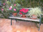 lespetits bancs de Josie.<br />plus haut monpetitjardin d'automne