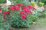 très volumineux rosier ( de l'an dernier) cette il a plus souffert