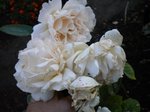 DSCN0014.JPG
