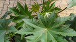 plante.jpg