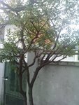 Arbre.jpg