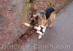 big_4391-interdit-chien.jpg