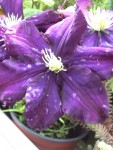 jardin et poulailler, fleur 015.jpg