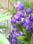 jardin et poulailler, fleur 016.jpg