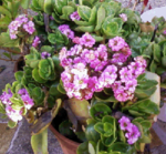 Photos-0011b.png