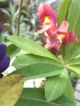 jardin et poulailler, fleur 017.jpg