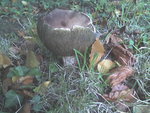 champignon octobre 11.jpg
