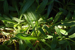 2009 10 12 ____Jardin 18h02a.jpg