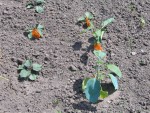 ici, aubergines, dourga  (blanche), impèriale noire, skoutari,( striée), ping-tung ( longue violette) <br />et déjà au potager !<br />pas attendu le 1 juin!