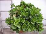 Une grosse plante grasse, avec comme une petite fleur violette qui apparaît au bout de chaque branche, depuis qu'elle a à boire régulièrement.