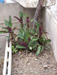 Un genre de mini yucca avec des feuilles violettes et vertes...