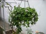Une plante tombante, très gourmande en eau, avec de fines et petites fleurs blanches au bout des branches