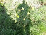 fleurs 005 1.JPG
