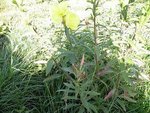 fleurs 006 11.JPG