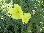 fleurs 008 11.JPG